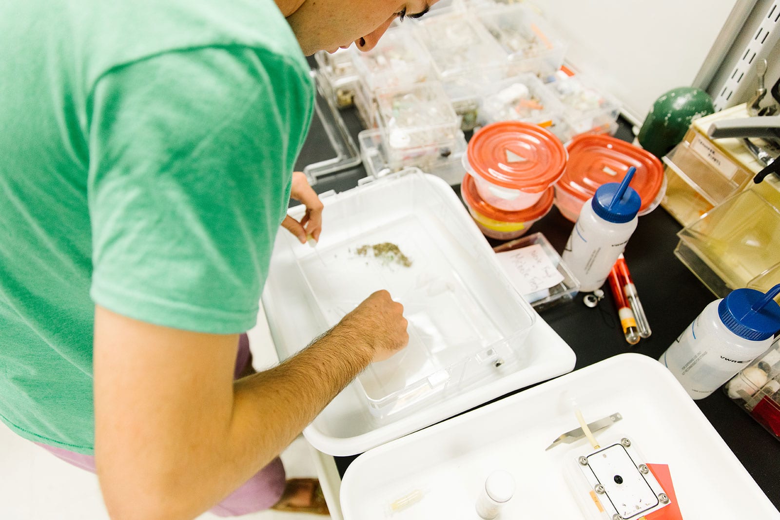 Beyond The Colony A Deep Dive Into Parasitic Guest Ant Biology - y3bnqqh