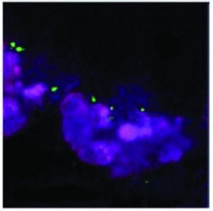 An immunofluorescence image of a Day 21 kidney organoid stained in green and purple