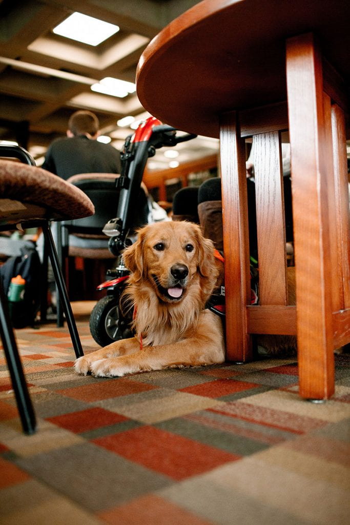 Moose the golden retriever takes a break in Phillips Memorial Library.