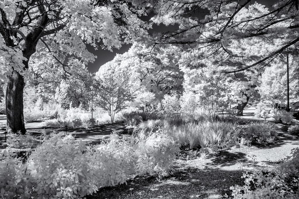 Thumbnail for Russell M. Franks, Infrared, Campus Scenes