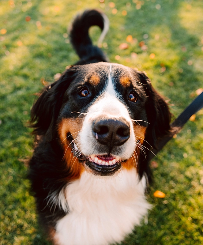 Finnegan, a Bernese Mountain dog, is a pet therapy animal at the Personal Counseling Center.